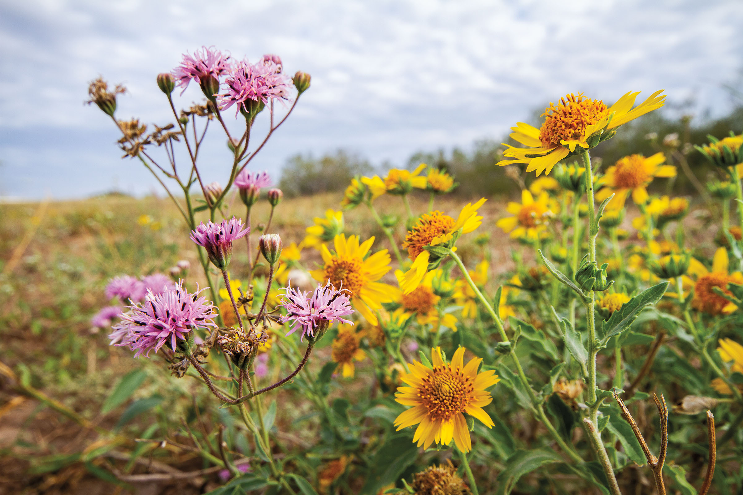 A bright pink flower next to a collection of yellow-gold flowers in a field.