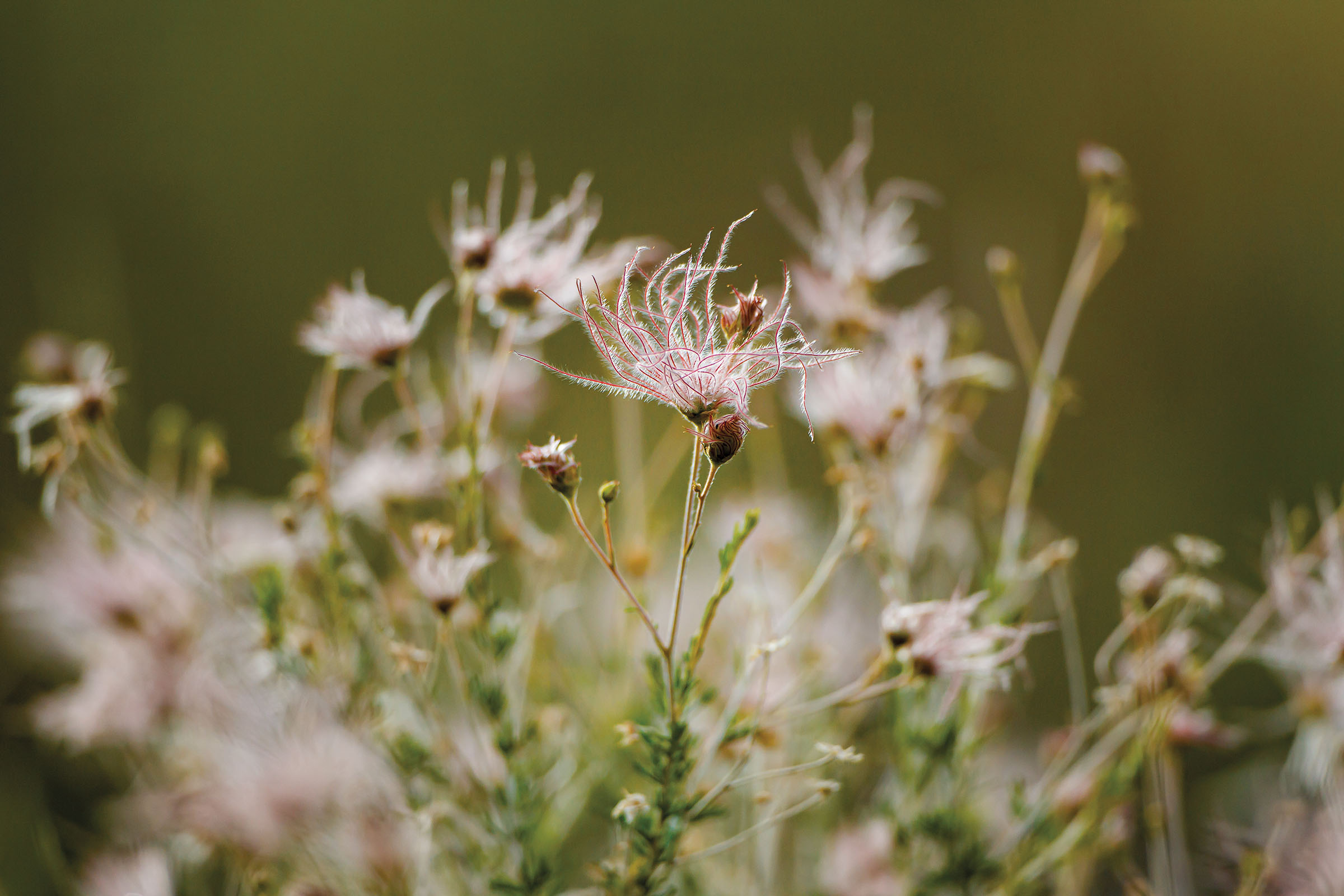 Whispy white dendrils top a thin flower with green leaves.