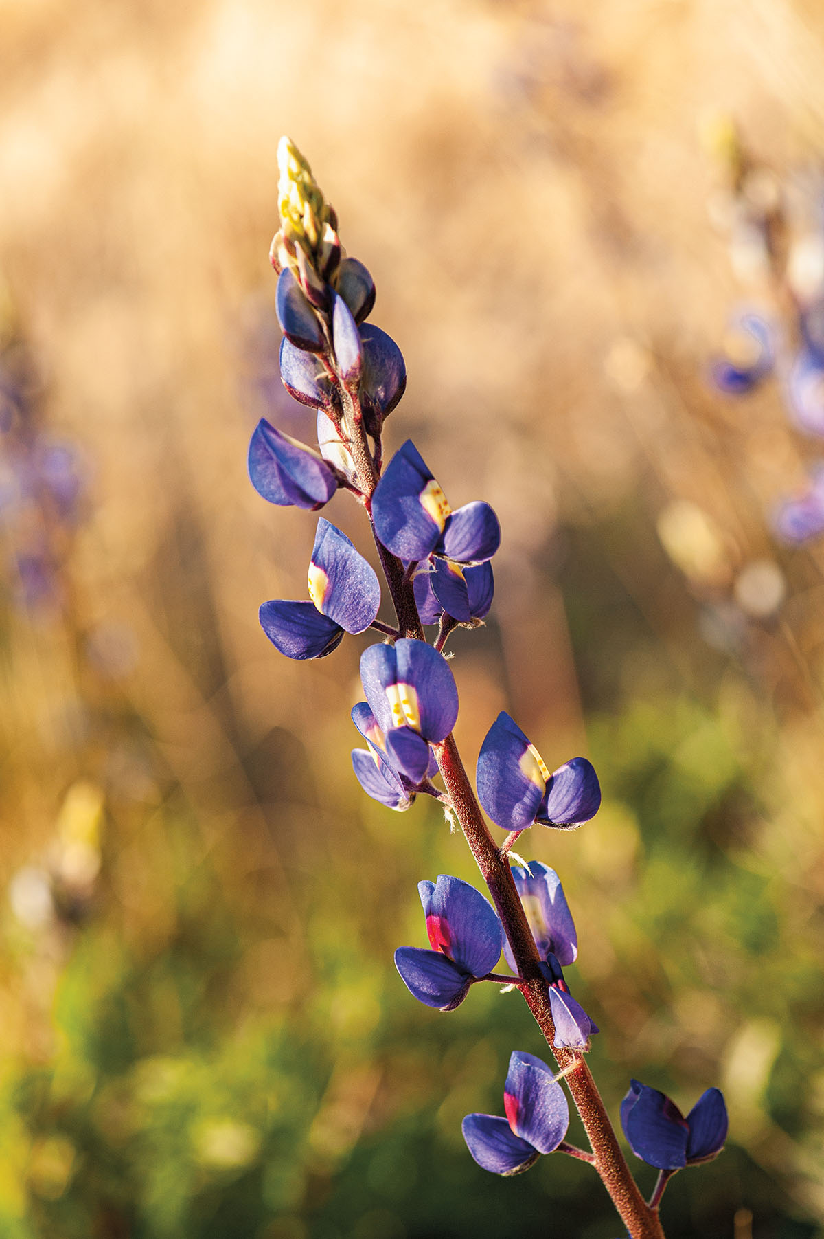 A bright blue bluebonnet on a brown stem in front of a blurred background