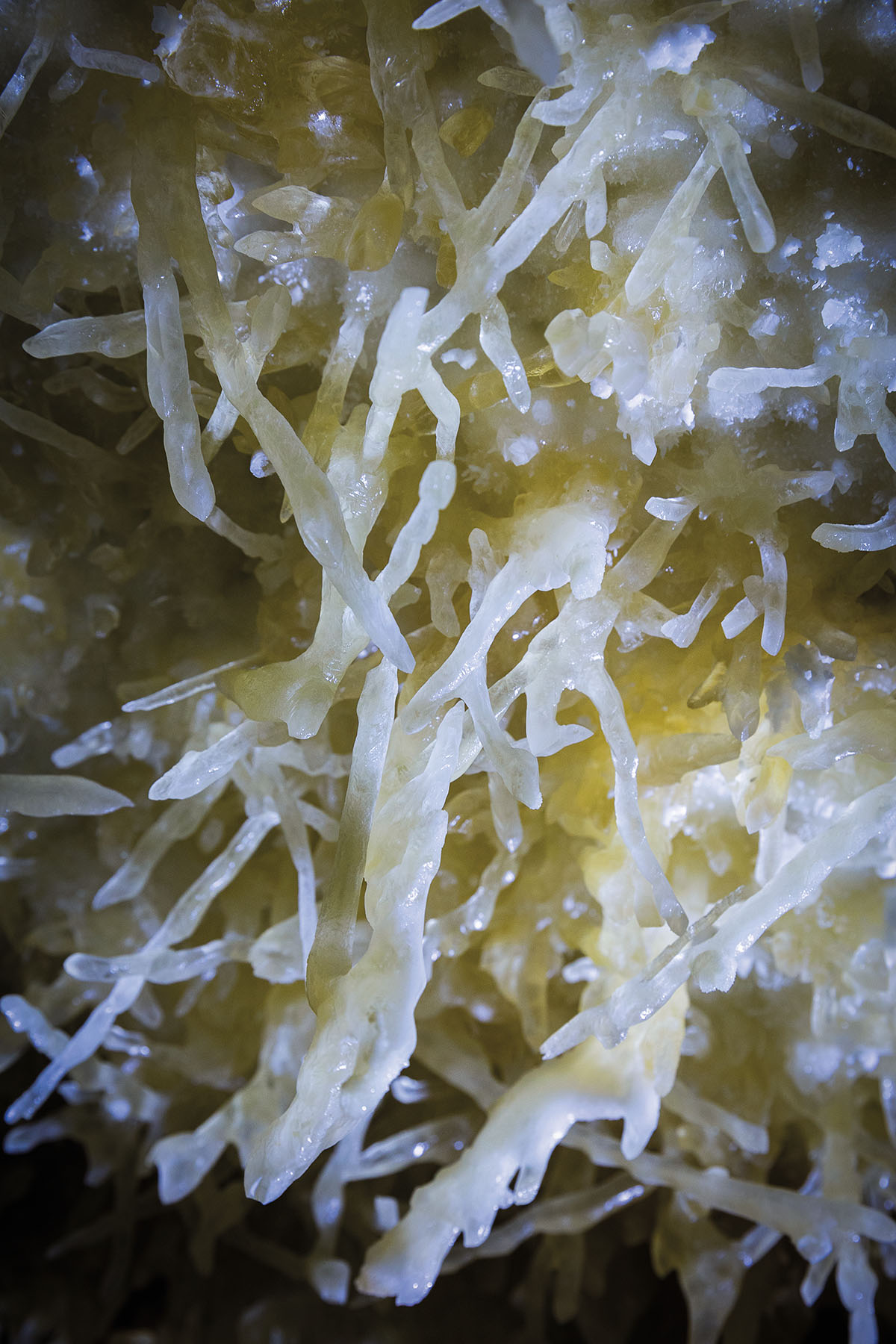 A close-up photograph of spiny, network like growth of rock inside of a cave