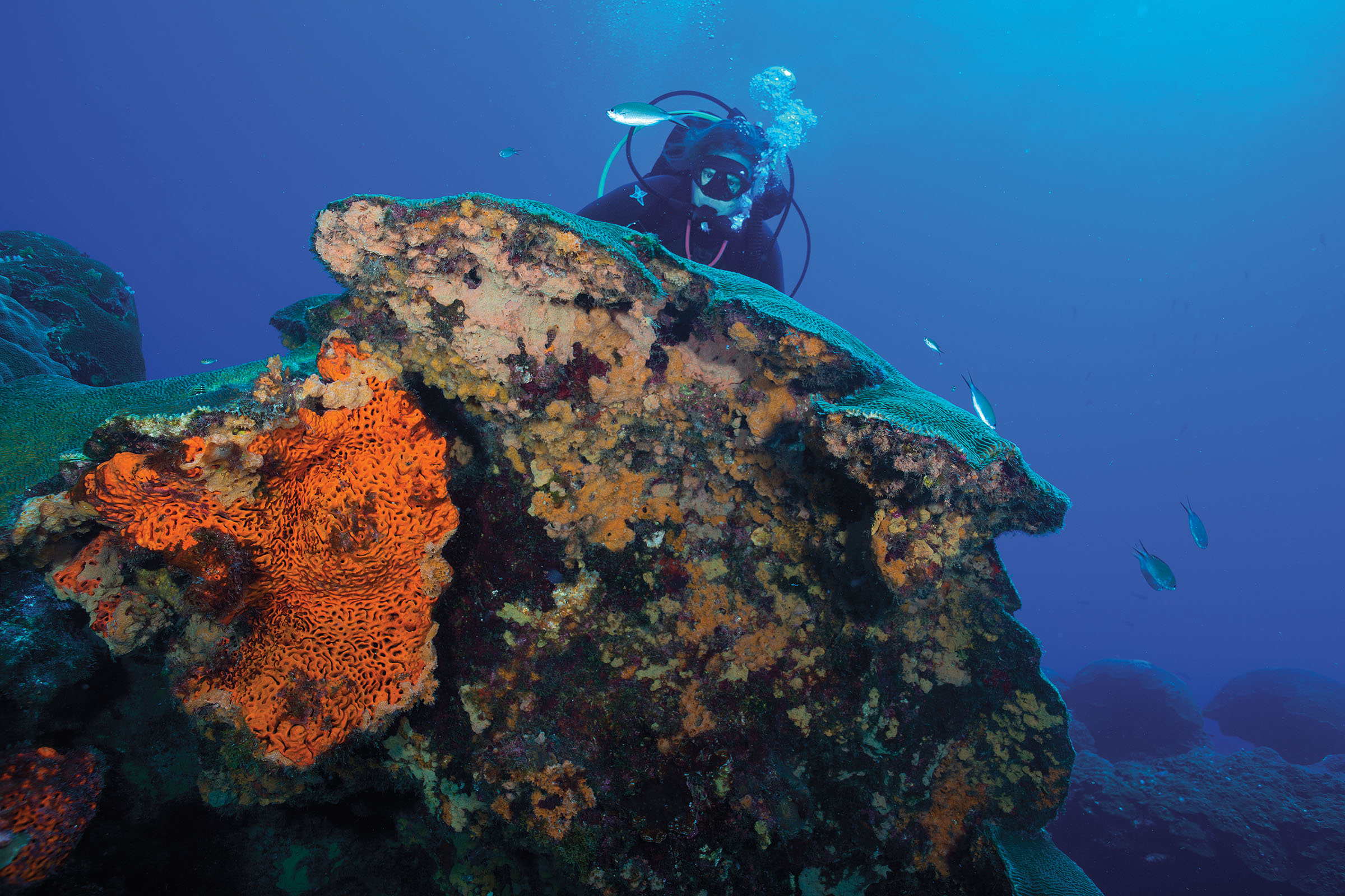 A picture of a scuba diver exhaling bubbles behind a brightly colored, red orange and blue piece of rock deep in blue water