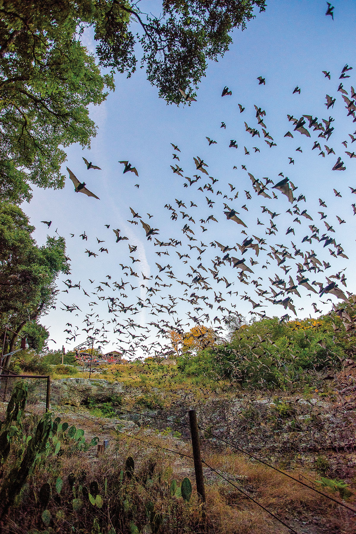 Bats fly out of a stone cave in front of blue sky