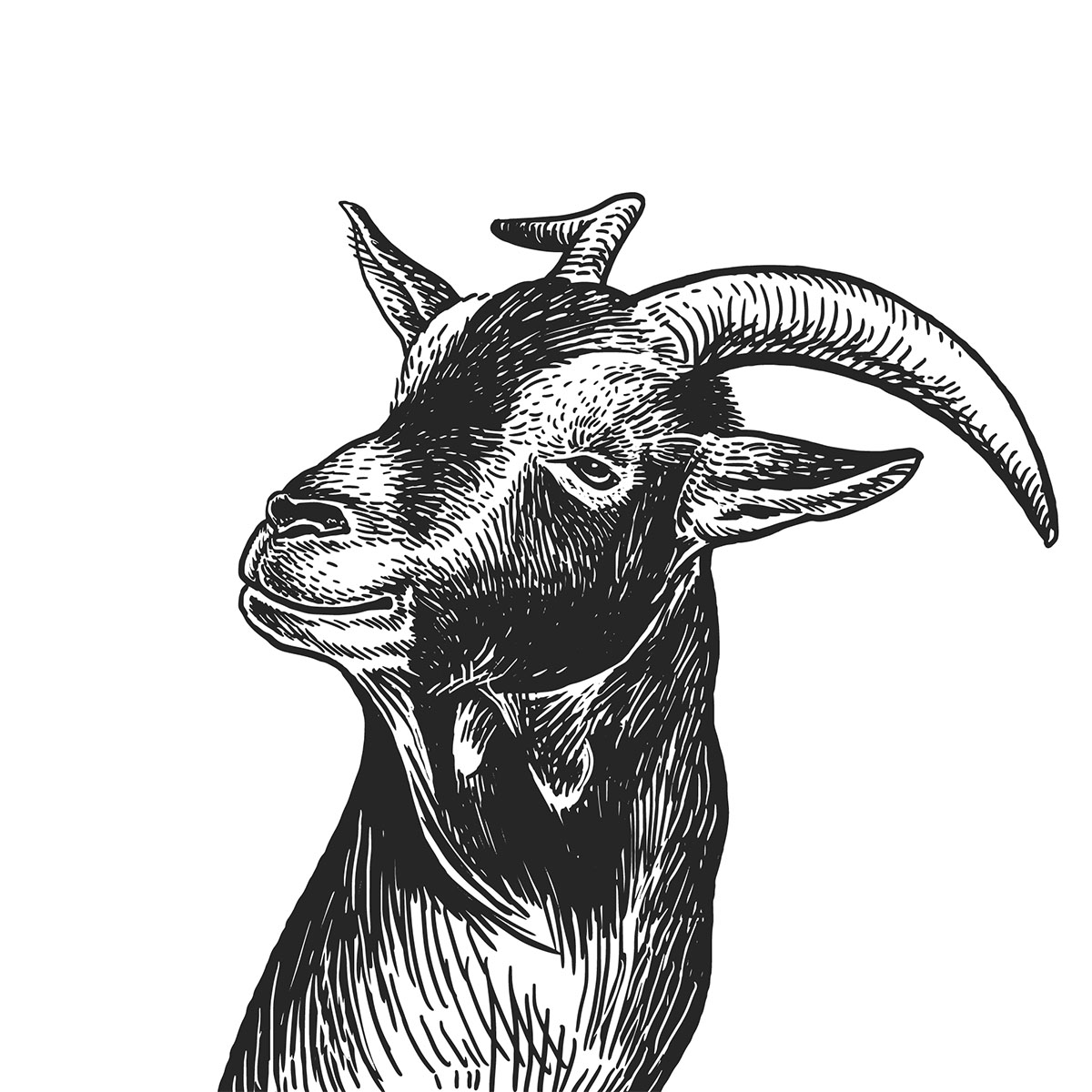 An illustration of a goat