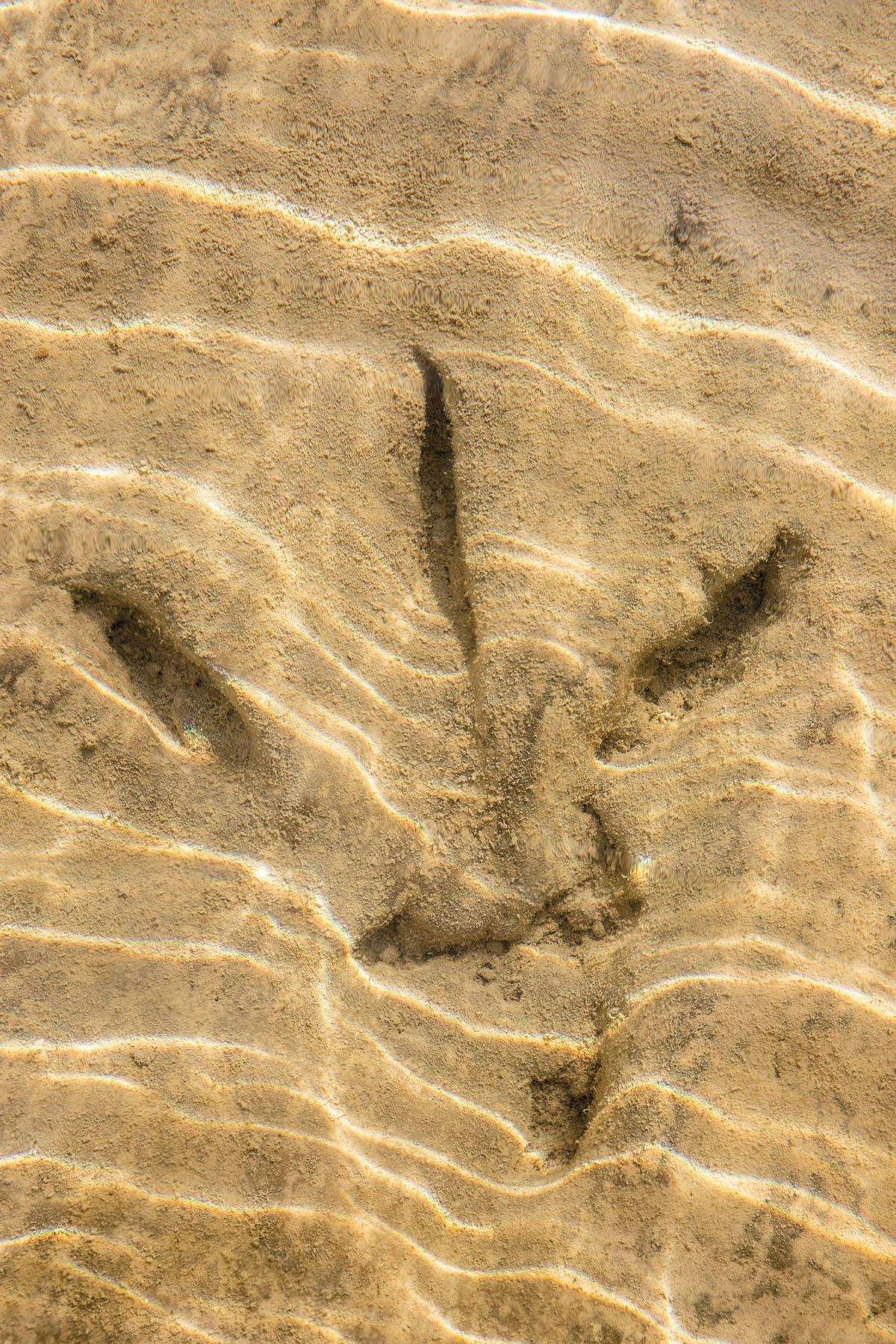 A spiny dinosaur footprint inside golden sand under water