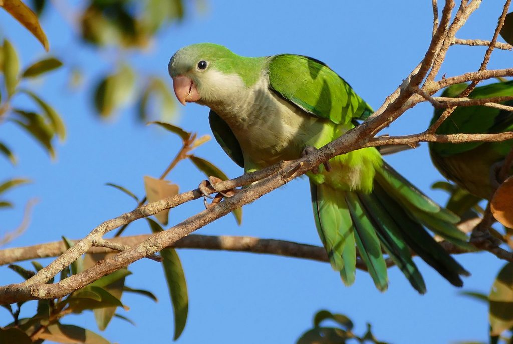 A green bird looks down from a tree branch