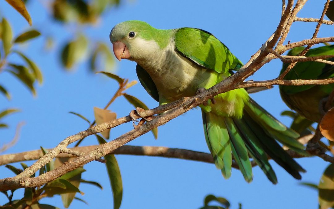 Loud and Invasive, the Monk Parakeet Charmed Its Way Into Texas Almost 50 Years Ago
