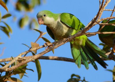 Loud and Invasive, the Monk Parakeet Charmed Its Way Into Texas Almost 50 Years Ago