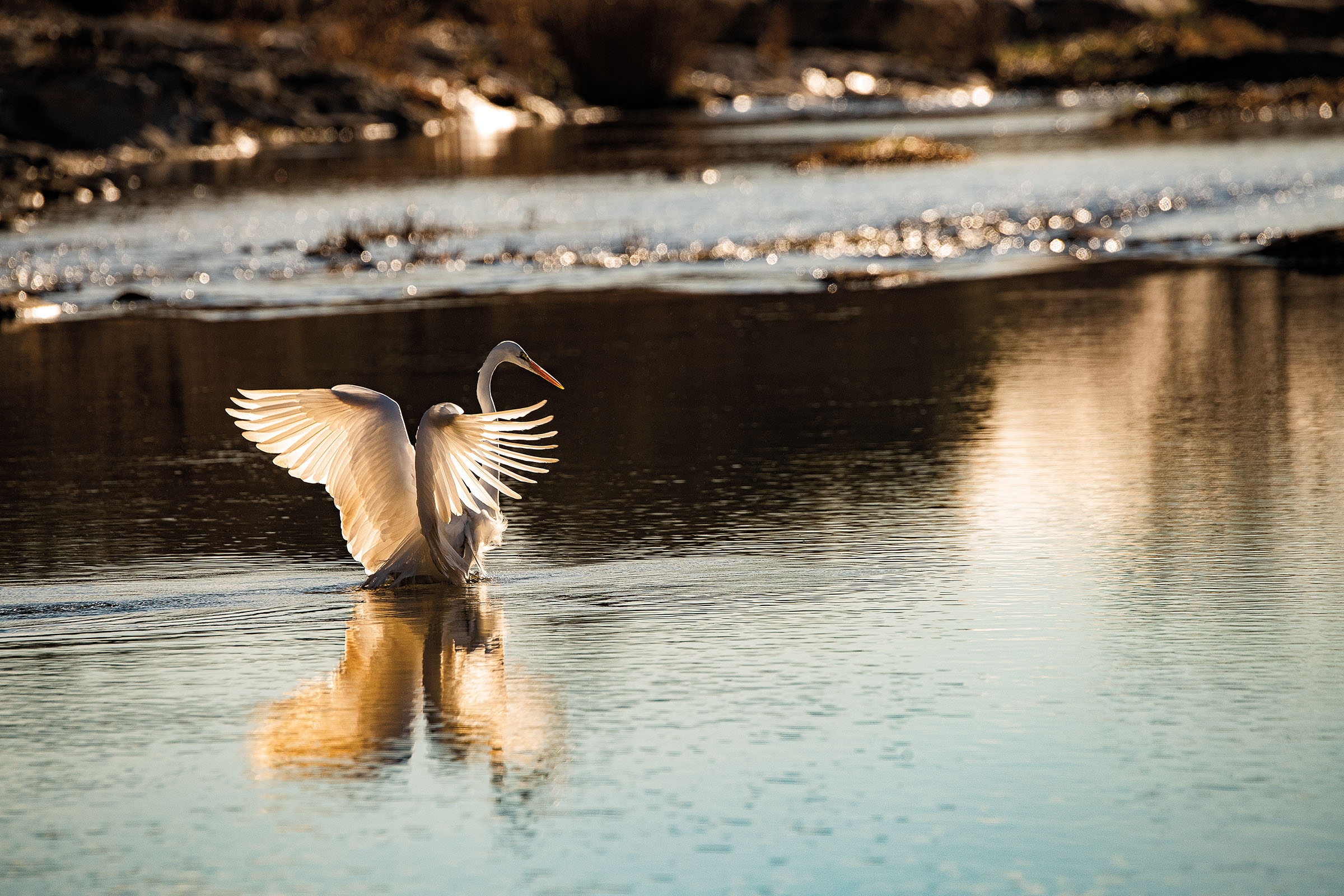 A large white bird spreads its wings on tranquil water