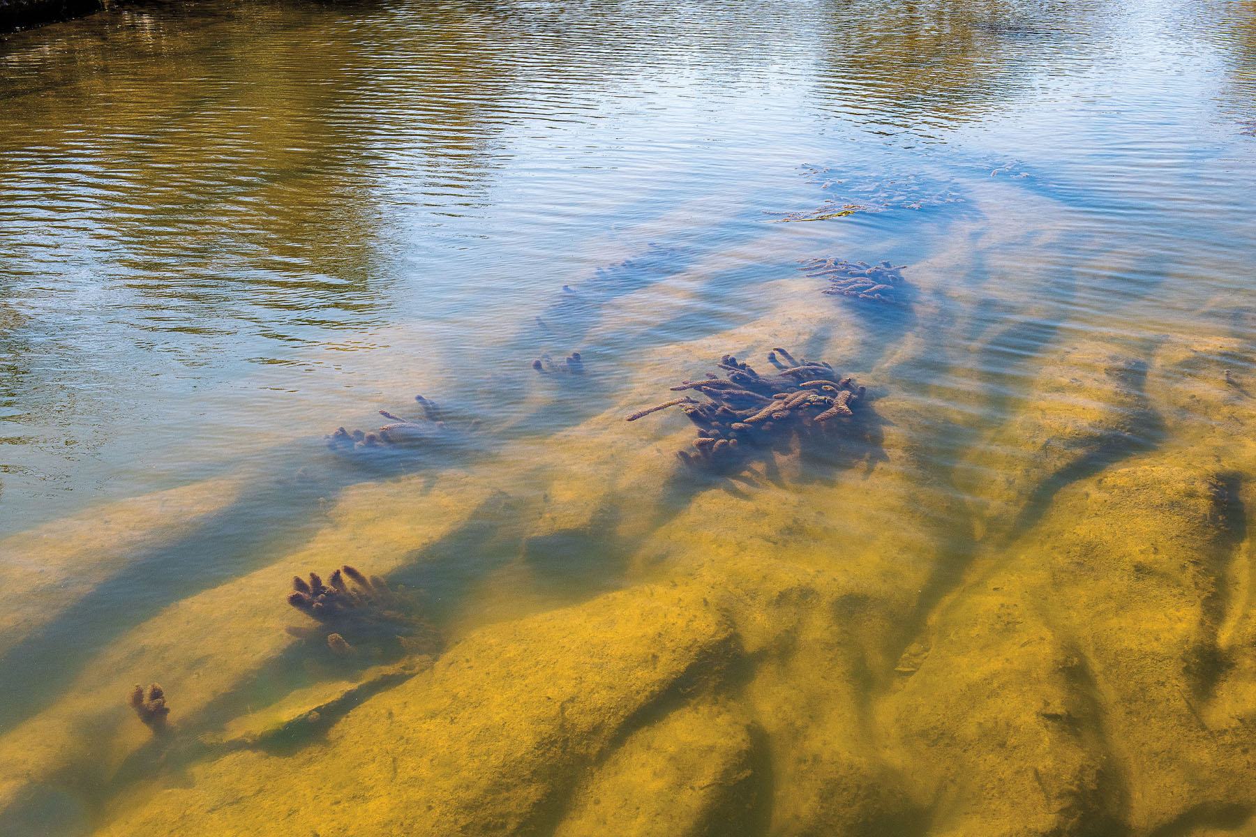 A view of plant forms on a muddy creekbed covered with clear water