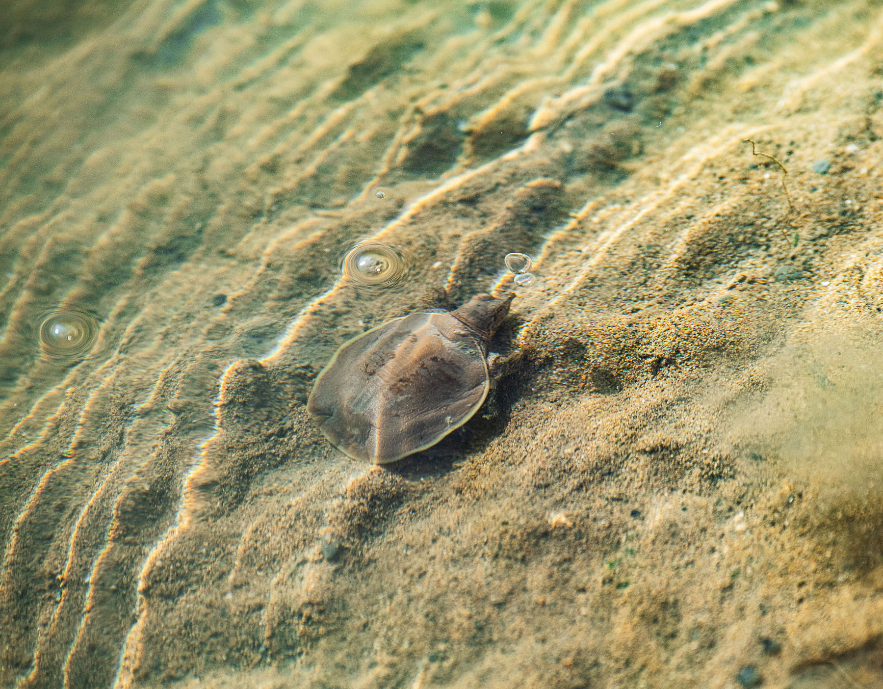 A small turtle nearly blends into the creekbed and water surrounding it