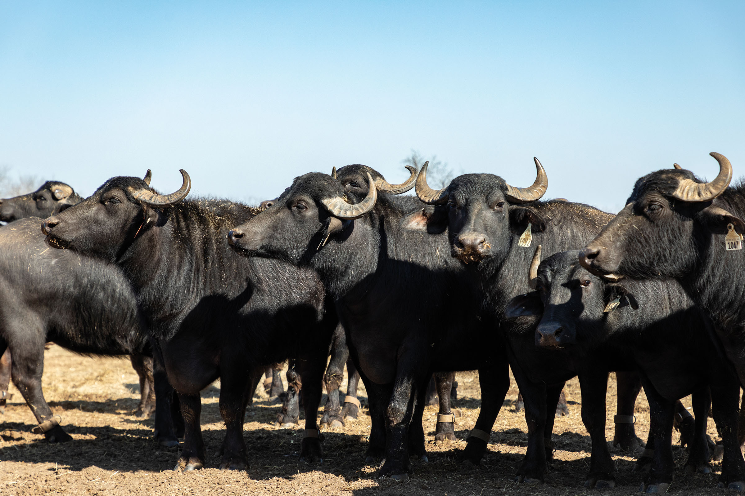 A herd of black animals with curved horns under a blue sky