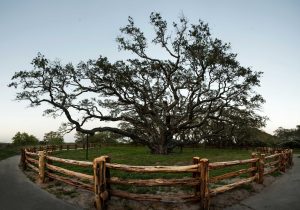 Spring Road Trips: Scenic Drives, the Gulf Coast, Big Bend, and the ‘Eiffel Tower’ Await