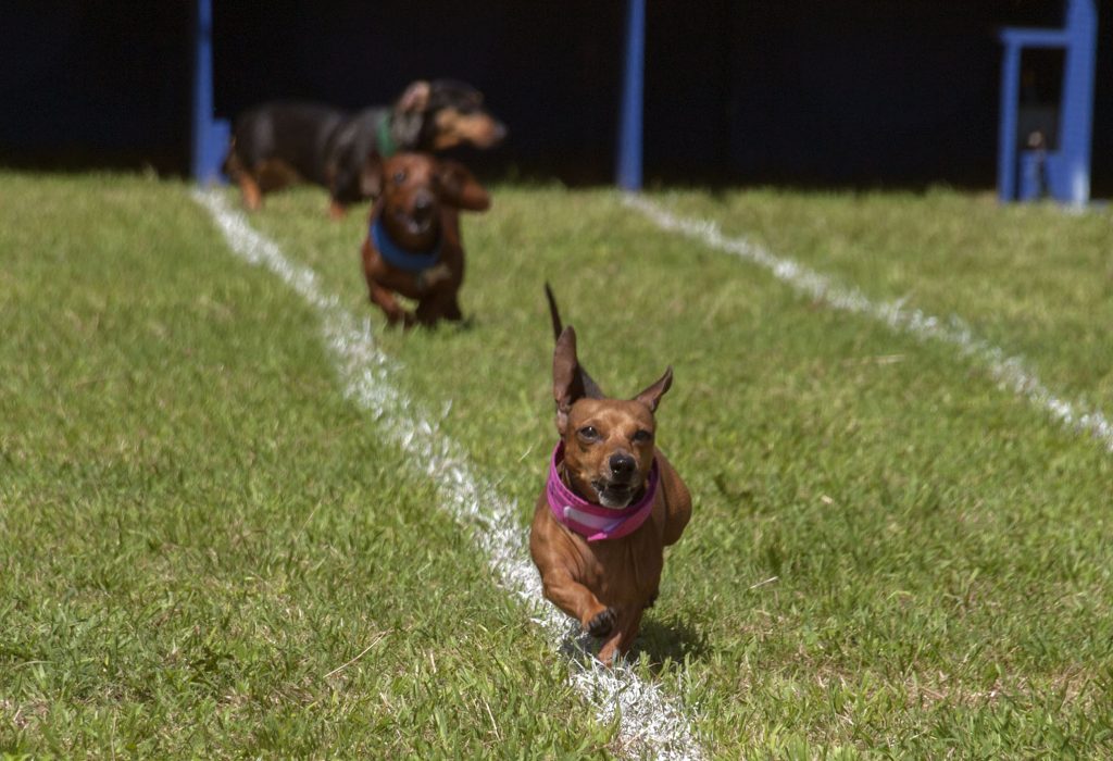 A picture of three weiner dogs, one wearing a pink collar, running down a grass field with lanes painted in white paint