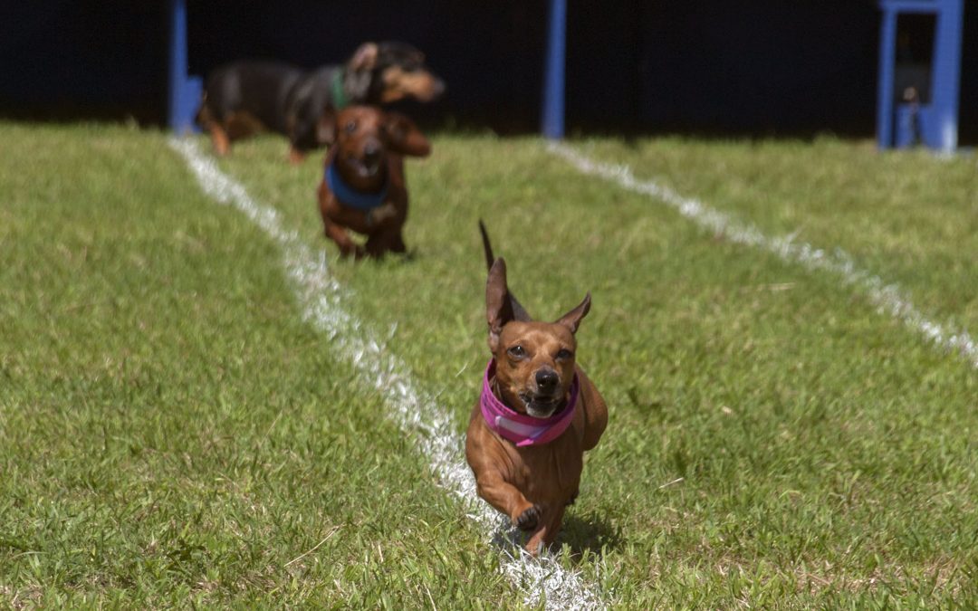 Everything Goes to the Dogs at the Buda Wiener Dog Races