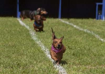 Everything Goes to the Dogs at the Buda Wiener Dog Races