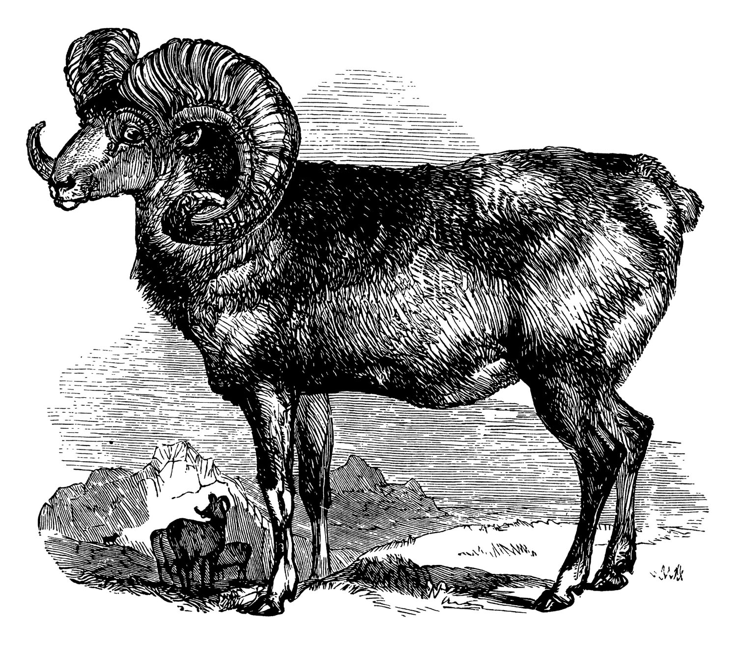 An illustration of a bighorn sheep