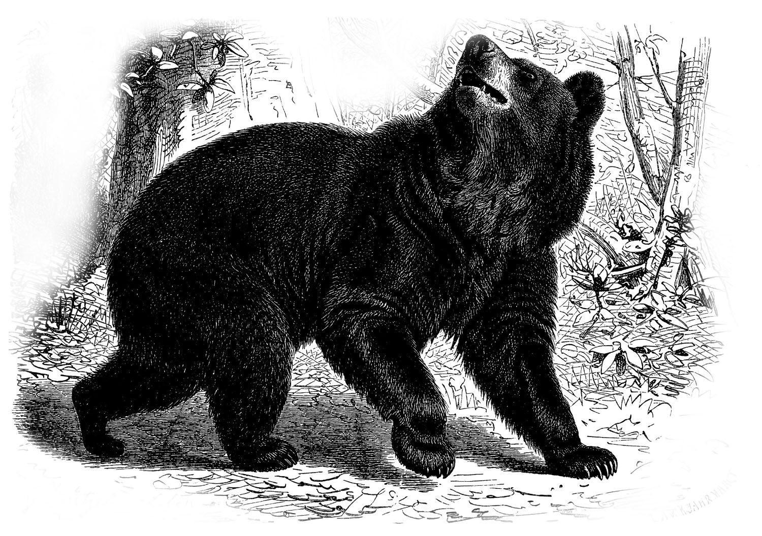 An illustration of a black bear