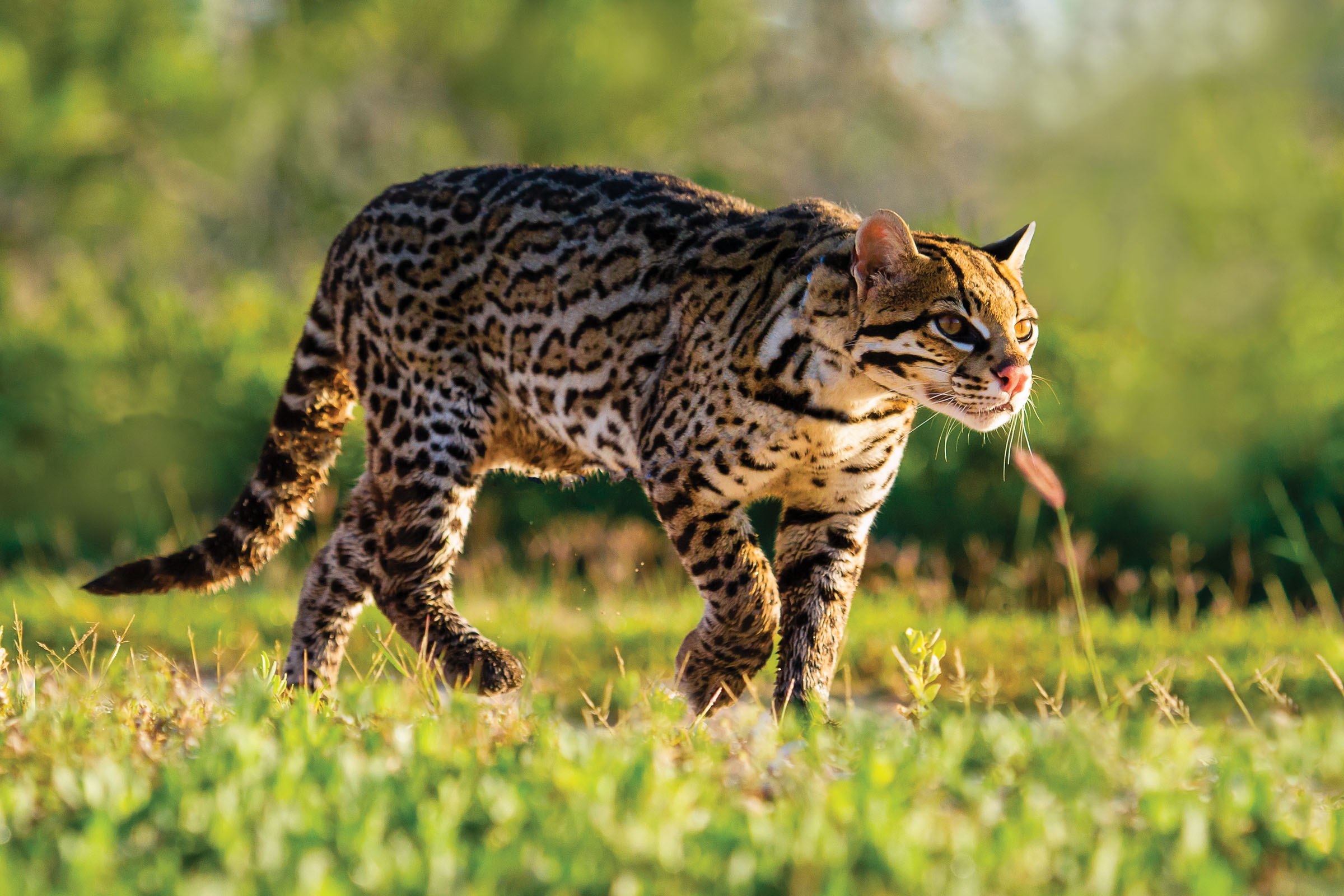 An ocelot slinks along a green grass field in front of green trees