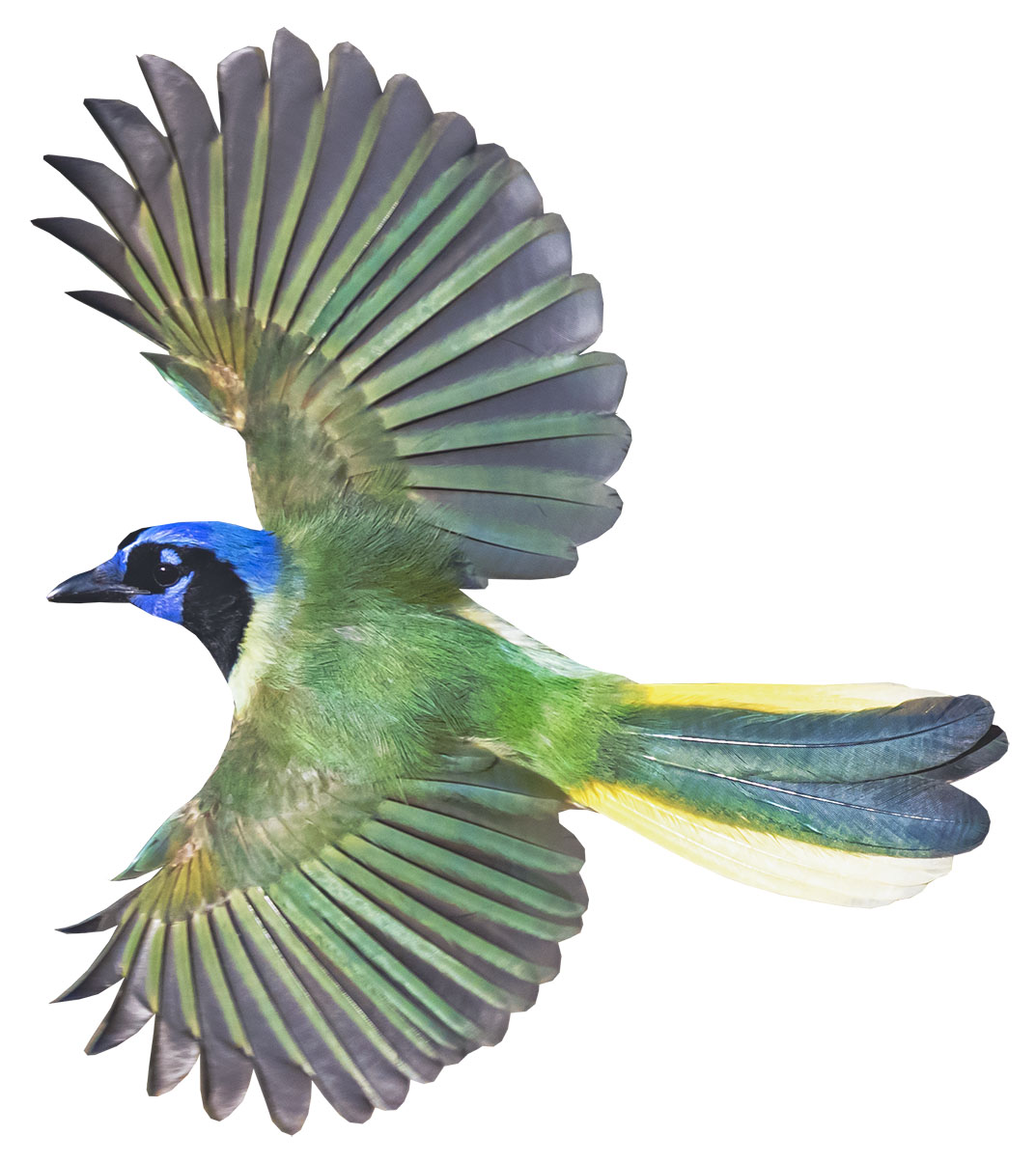 An illustration of a bright green bird with a blue head and large wingspan