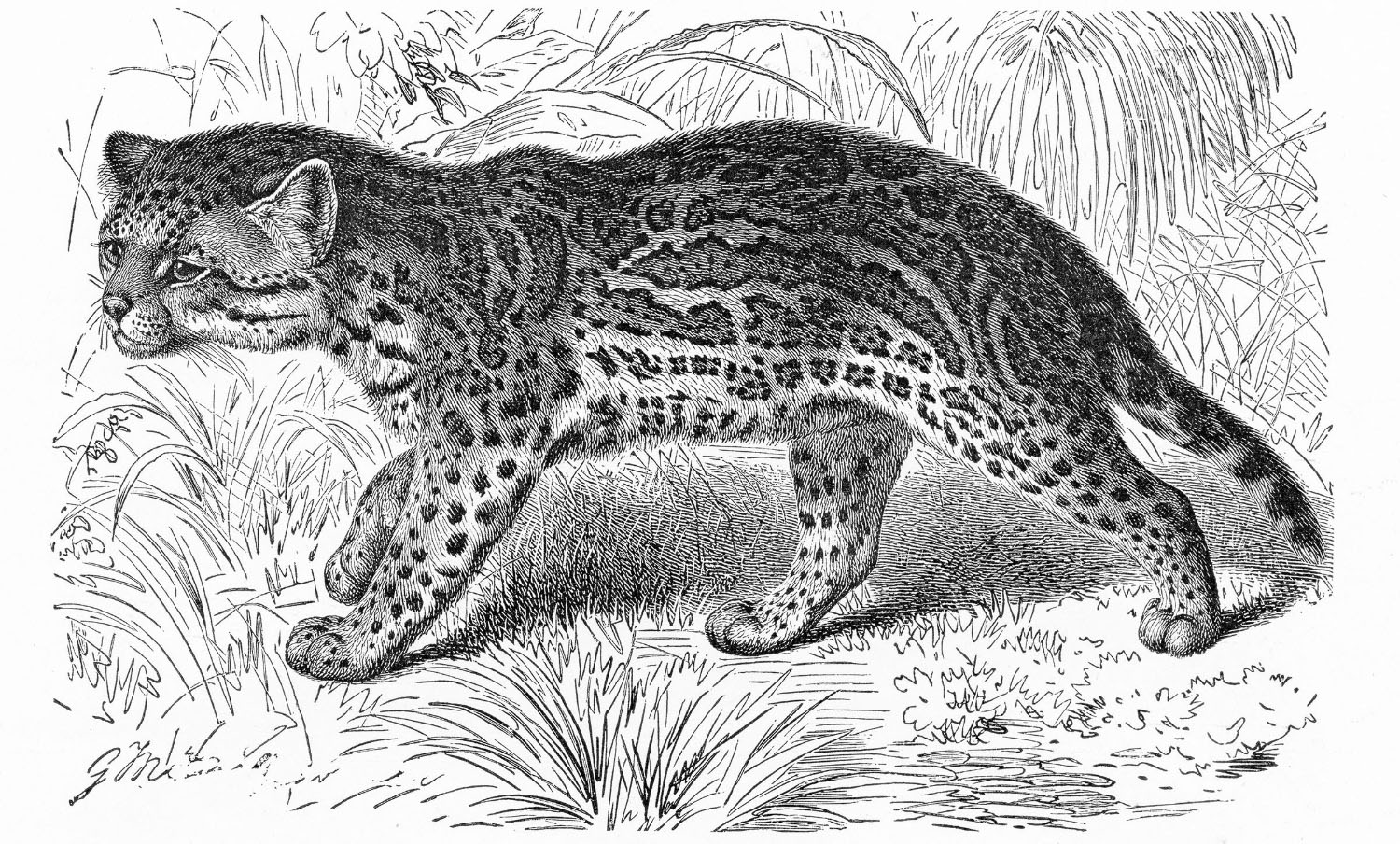 An illustration of a spotted ocelot