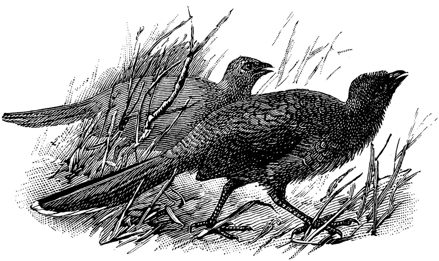 An illustration of two birds walking through brush