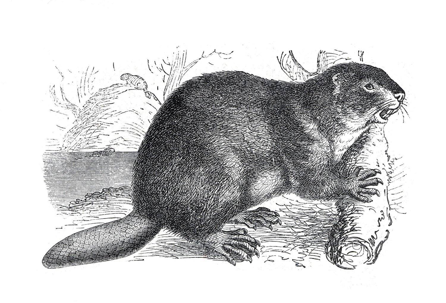 An illustration of a beaver with a log