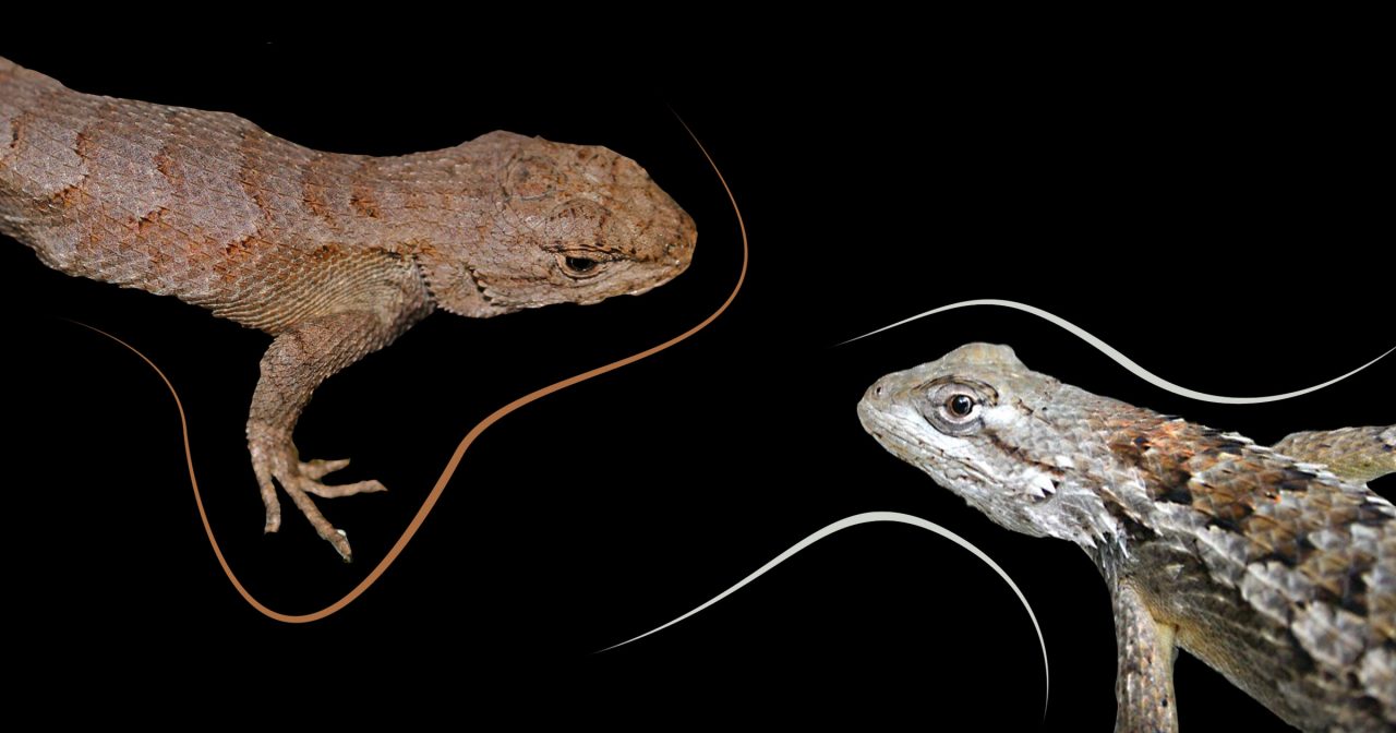 The Battle Between Two Lizards In Texas Is a Win for UT Arlington