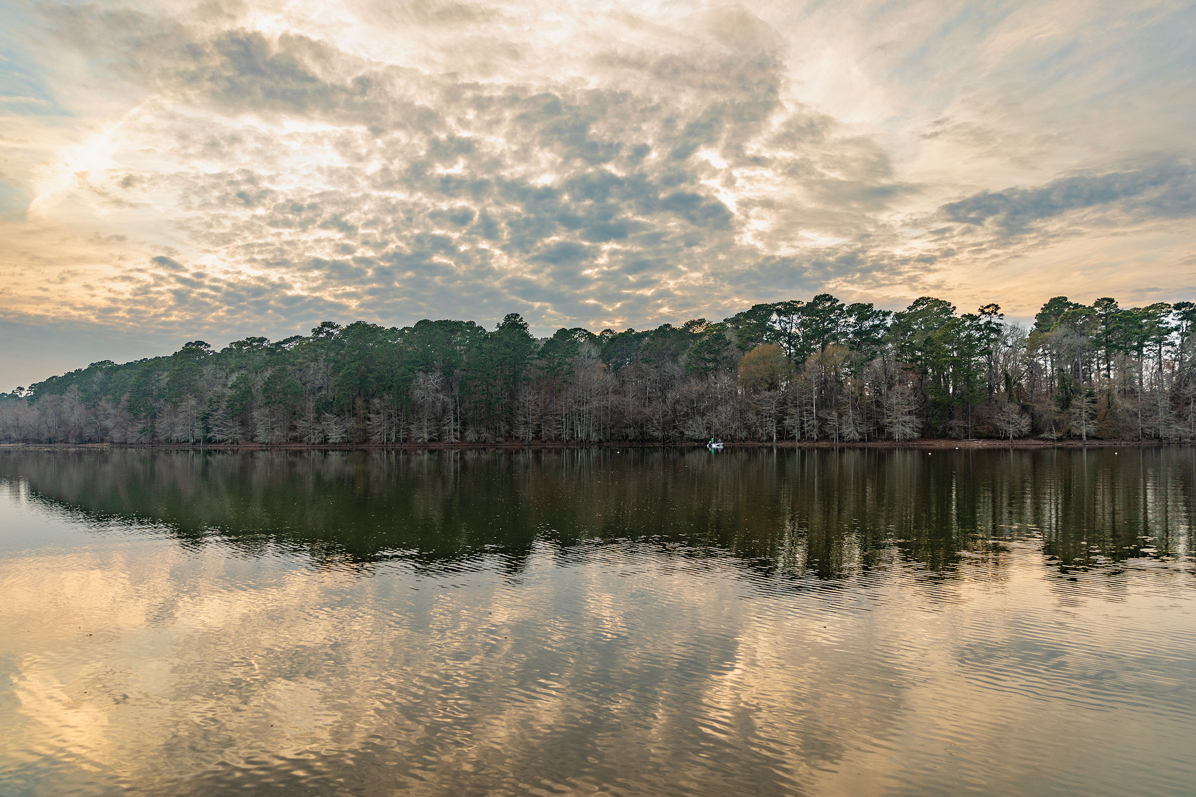 A large area of green and brown trees along a calm water shoreline under scattered clouds