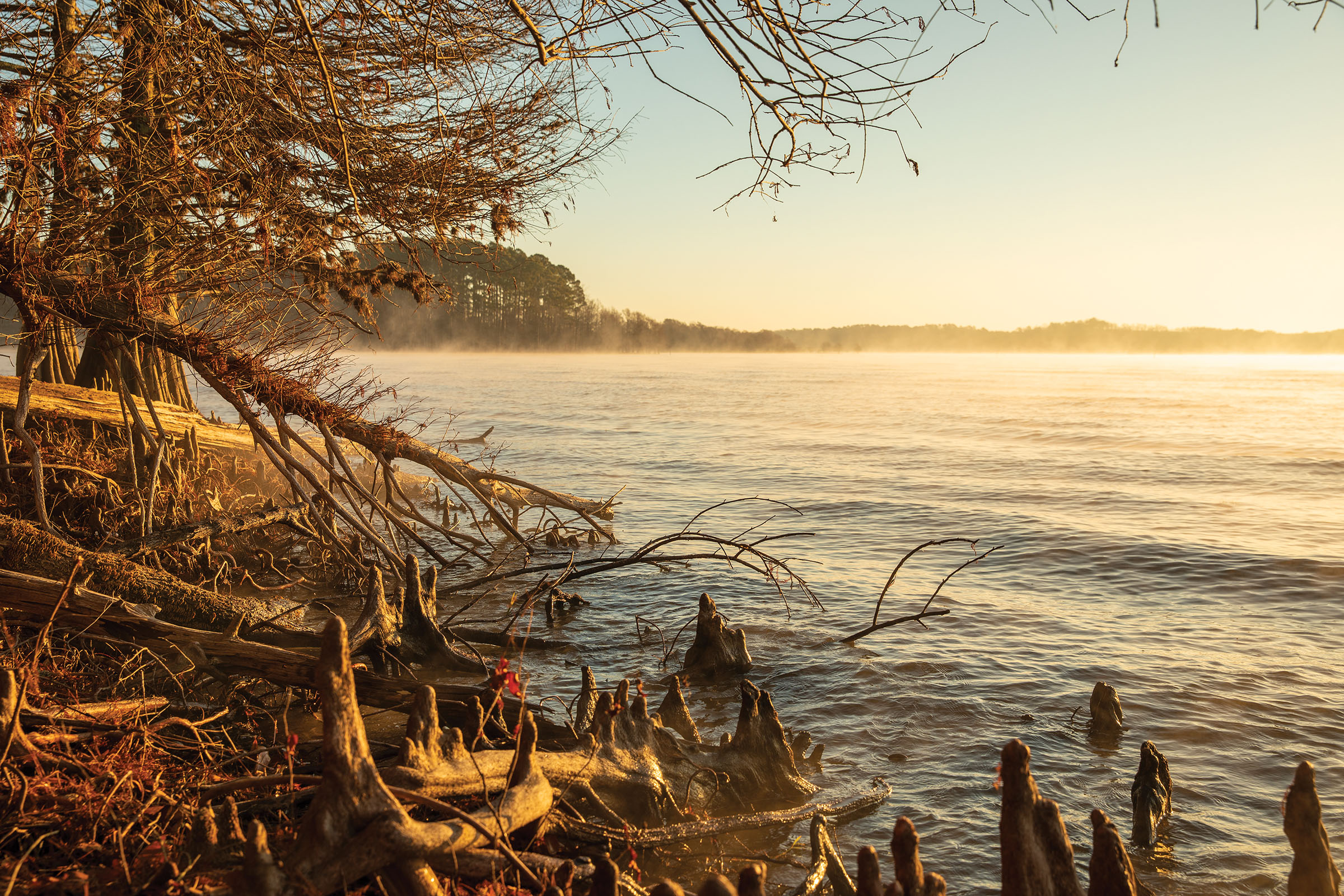 Steam rises off of calm water in the glow of morning sunlight beneath tall trees