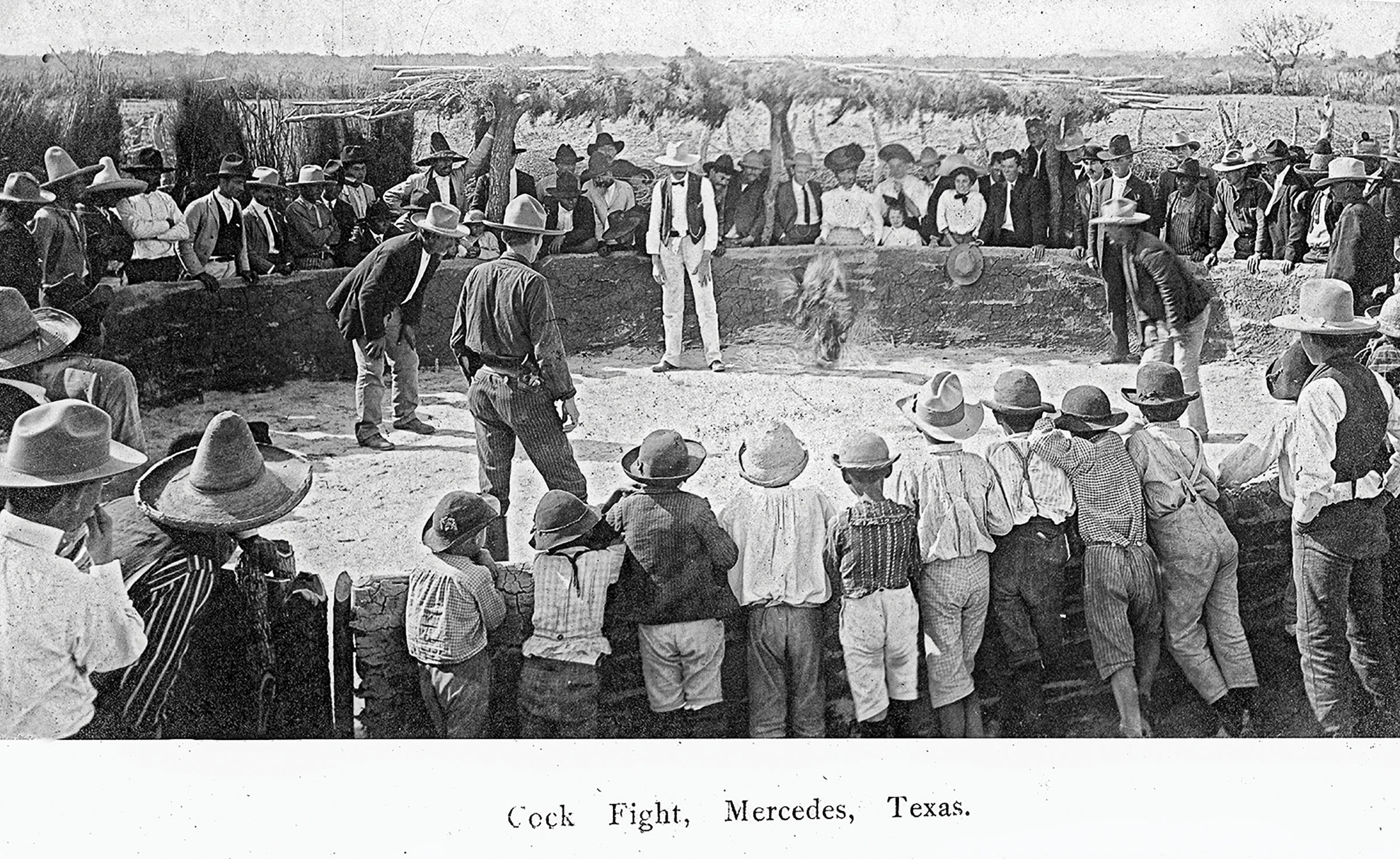 A vintage photograph of a cockfight