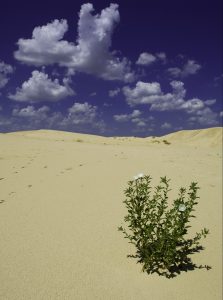 Sled Down the Dunes at Monahans Sandhills State Park in West Texas