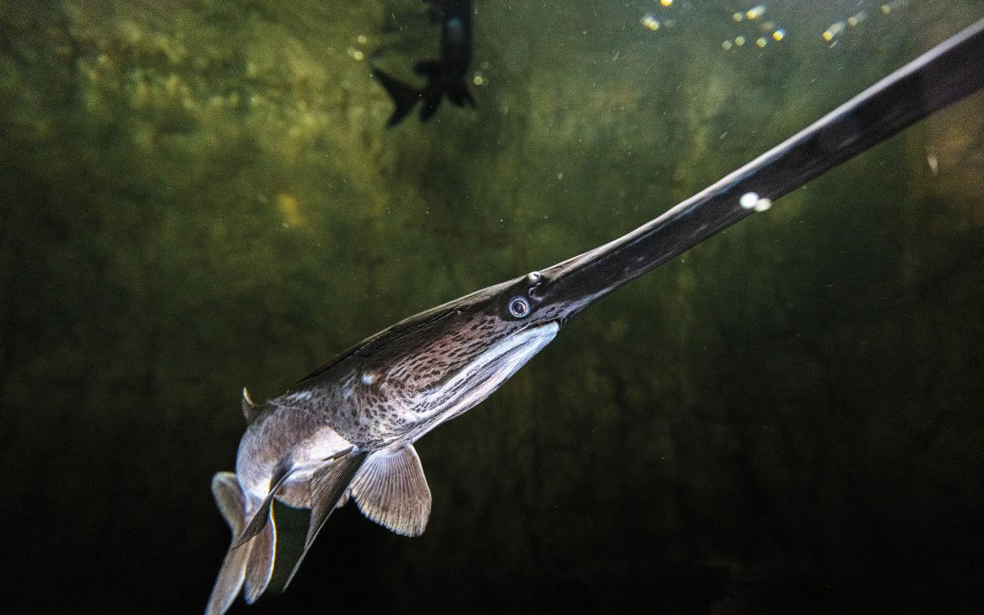 The Primordial Paddlefish Is Being Reintroduced to Texas Lakes