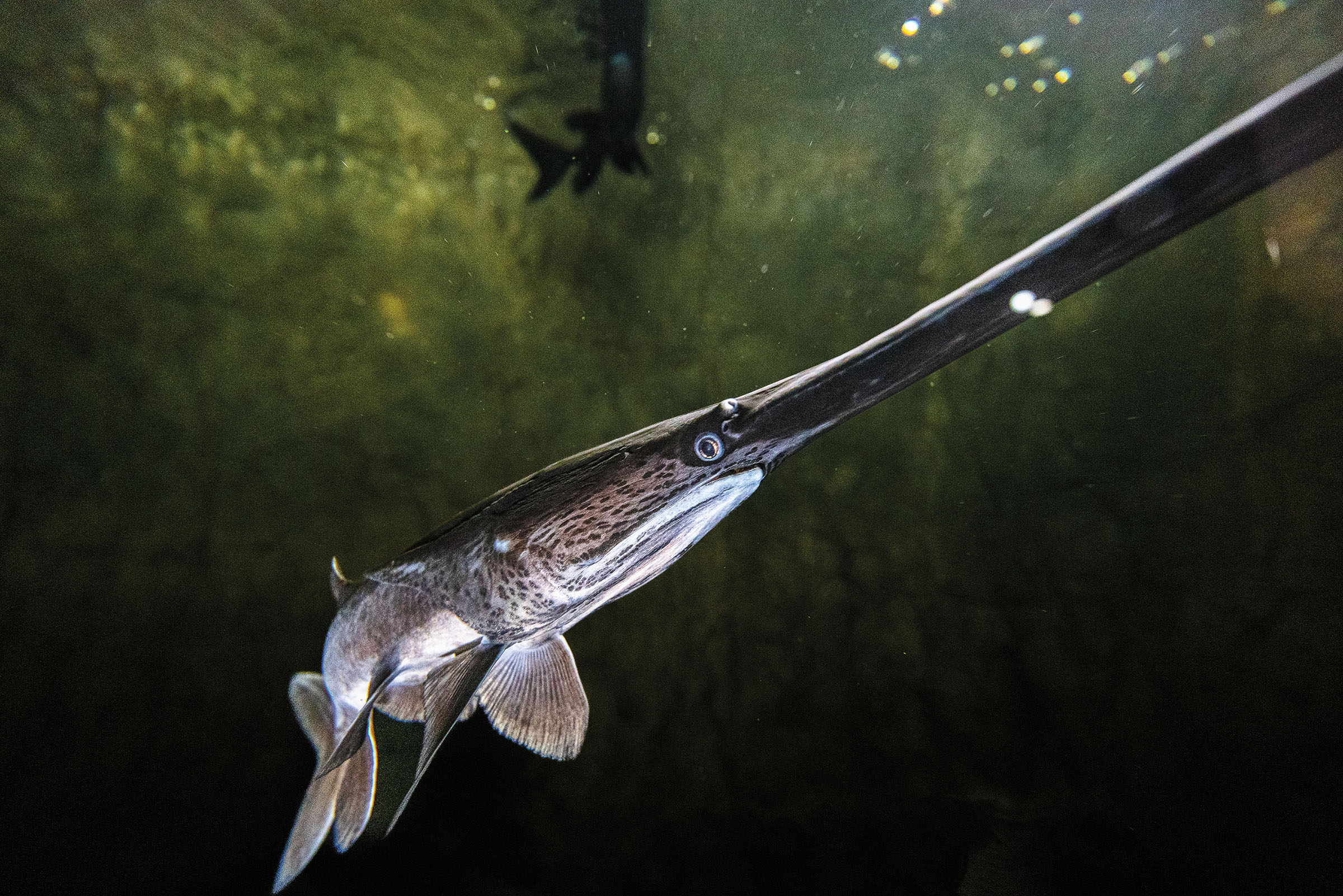 A long-nosed fish swims in dark green water