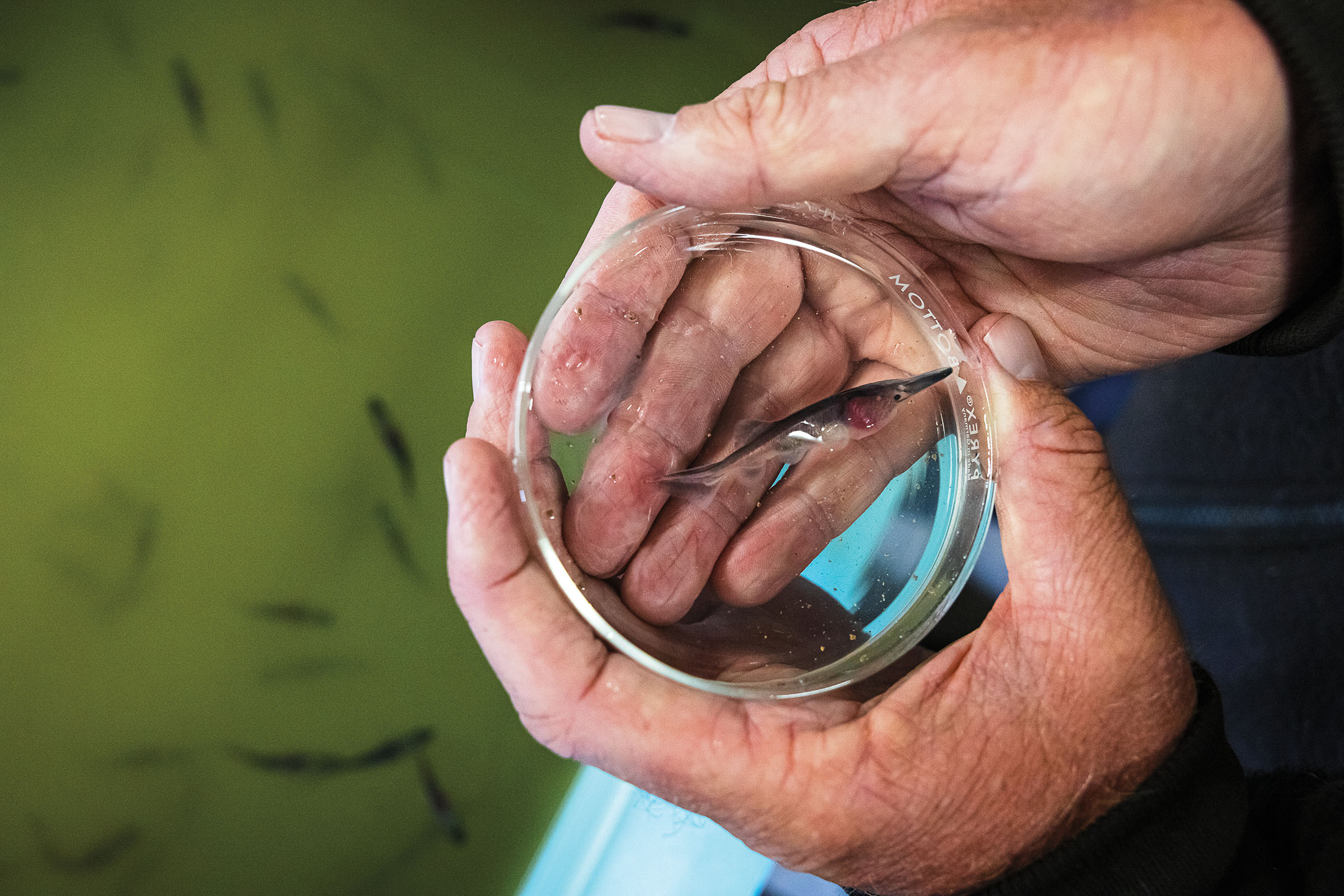 A person holds a small glass dish with a tiny fish in it
