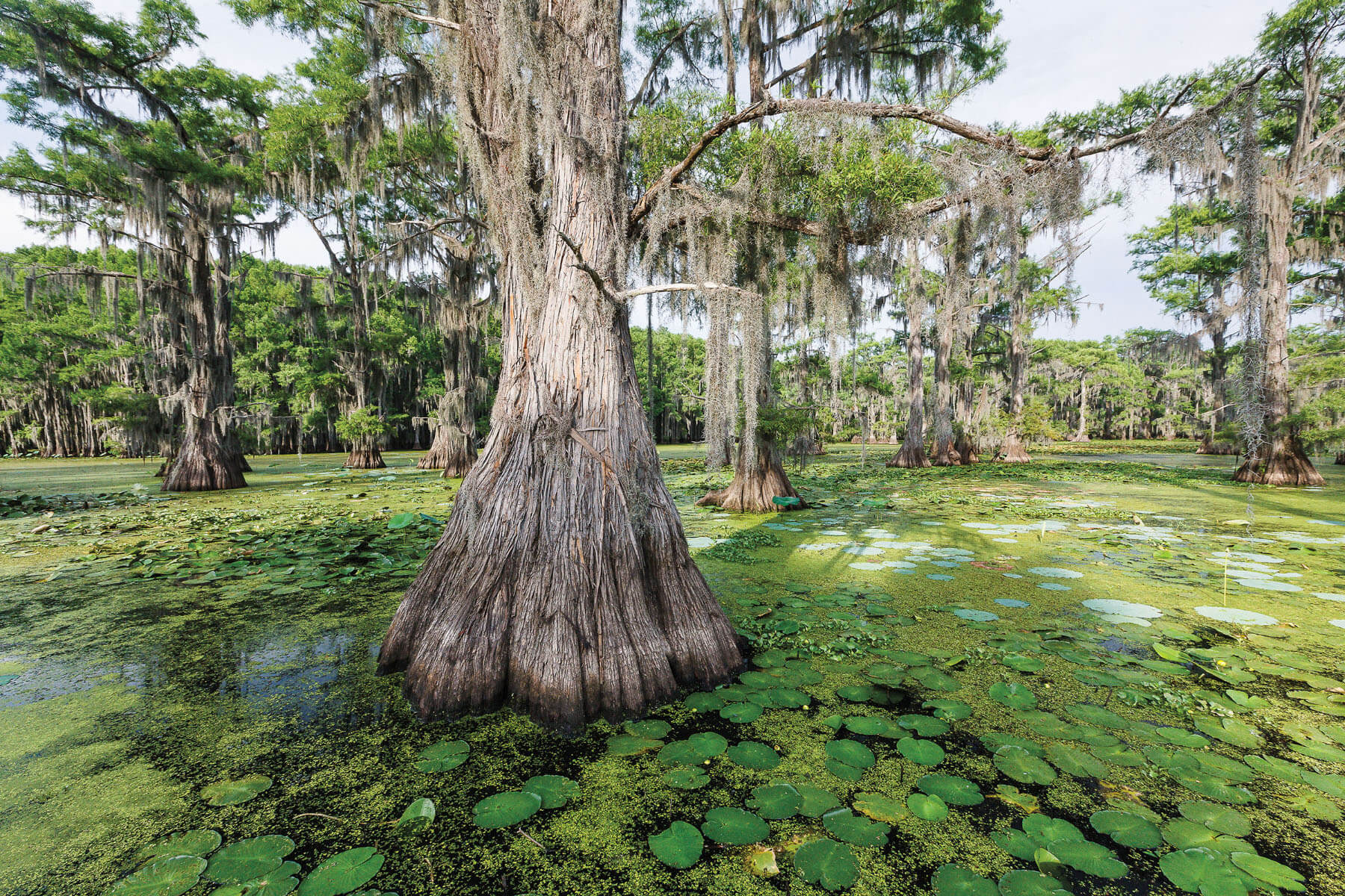 Tall trees grow out of water filled with green plants