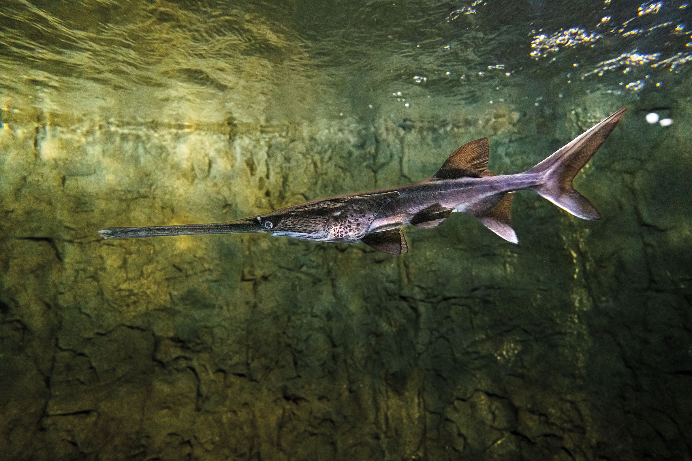A side profile image of a paddlefish, displaying its gray color and long nose
