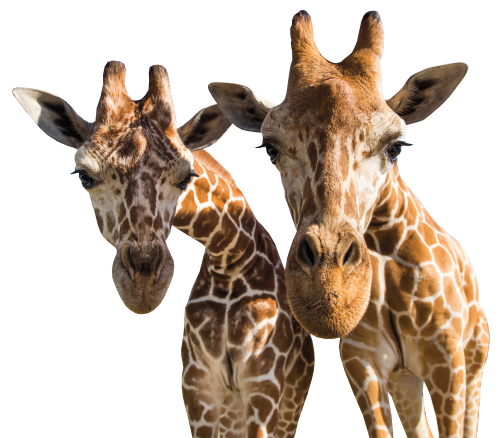 Two giraffes