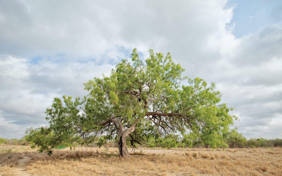 Capturing the Tenacity and Persistence of the Mesquite