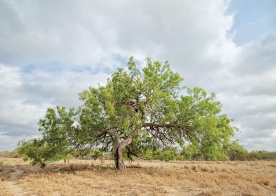 Capturing the Tenacity and Persistence of the Mesquite