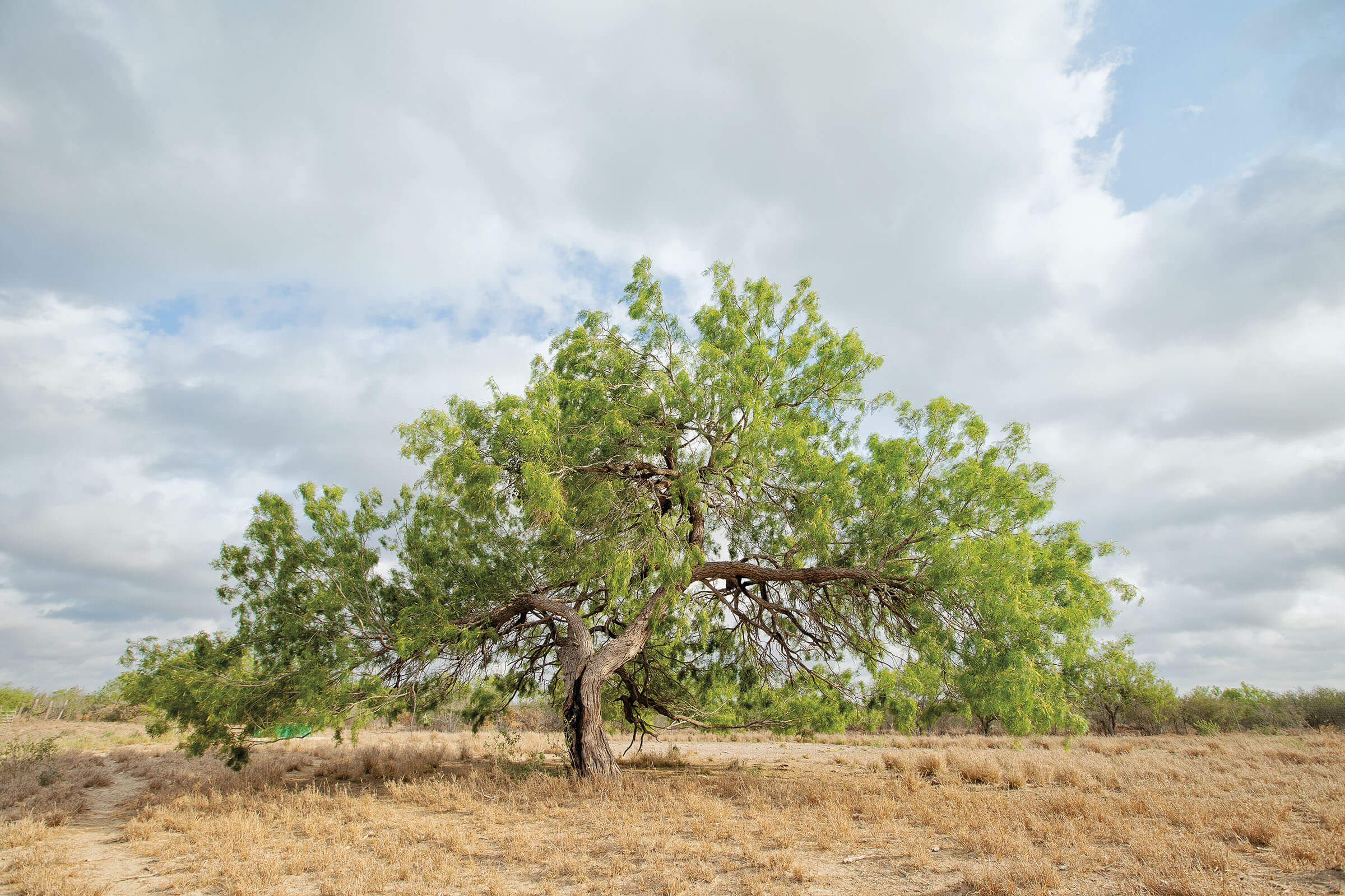 A large green and brown mesquite tree grows on a dry landscape