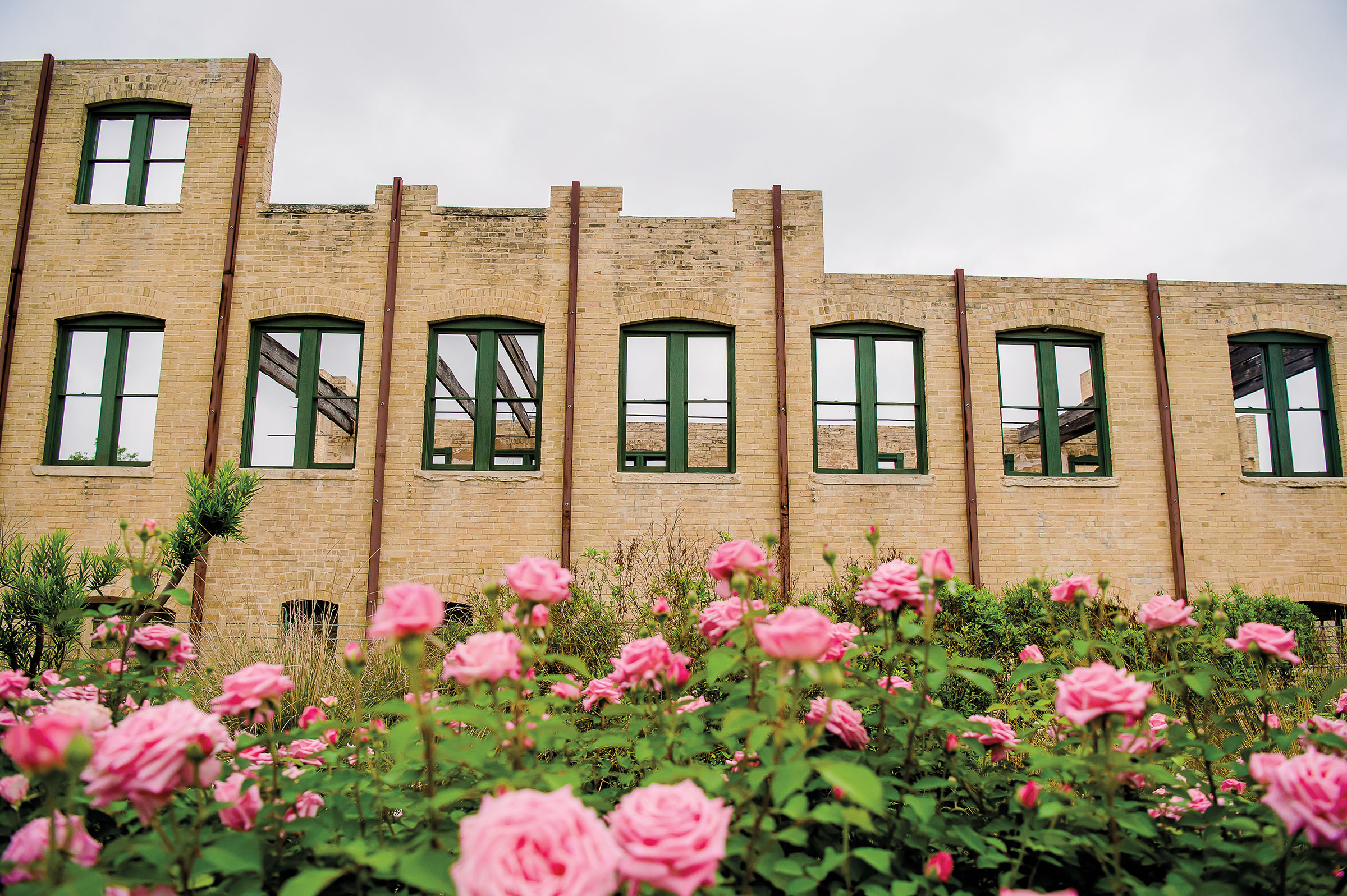 Tan brick columns and green-painted windows appear in the background against bright pink roses