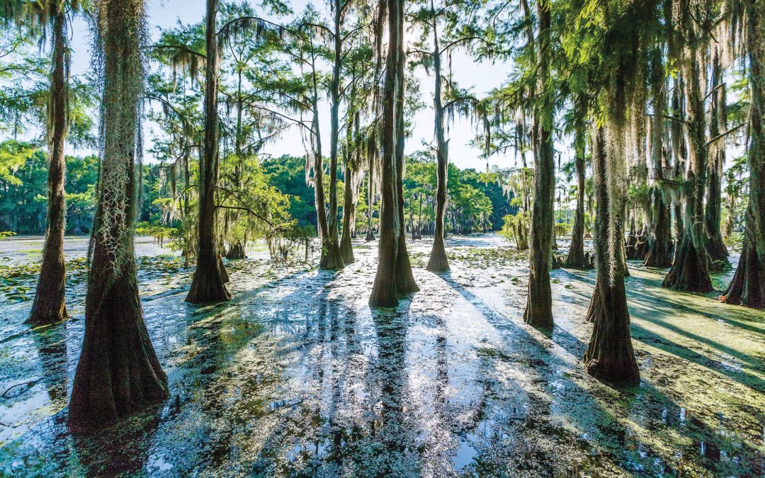 The Sun Shines on the Swamps of Caddo Lake