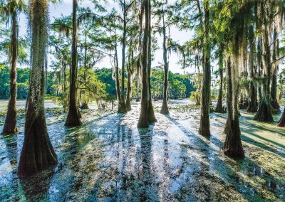The Sun Shines on the Swamps of Caddo Lake