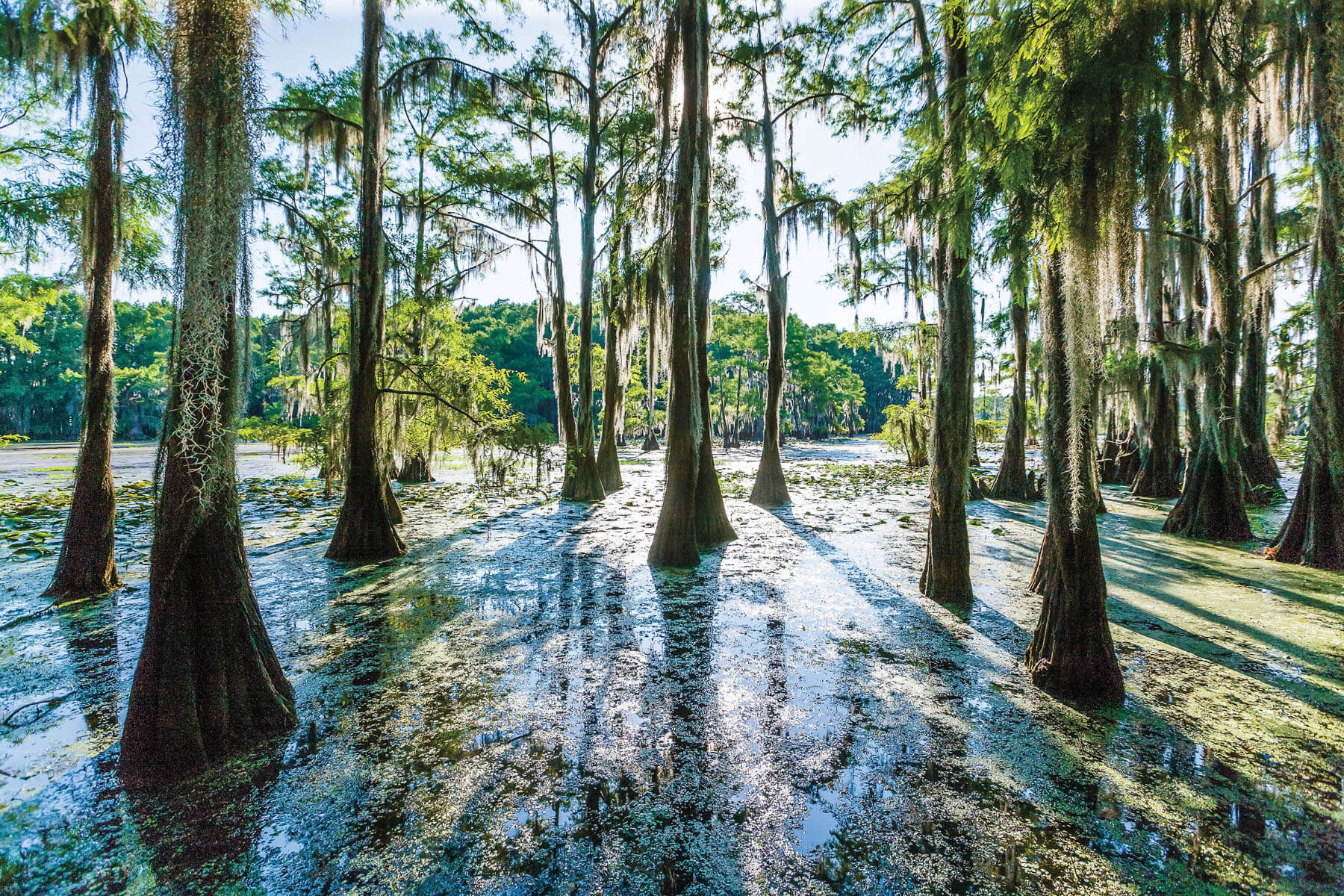 Tall trees grow out of swampy waters under a clear sky with sun peeking through greenery
