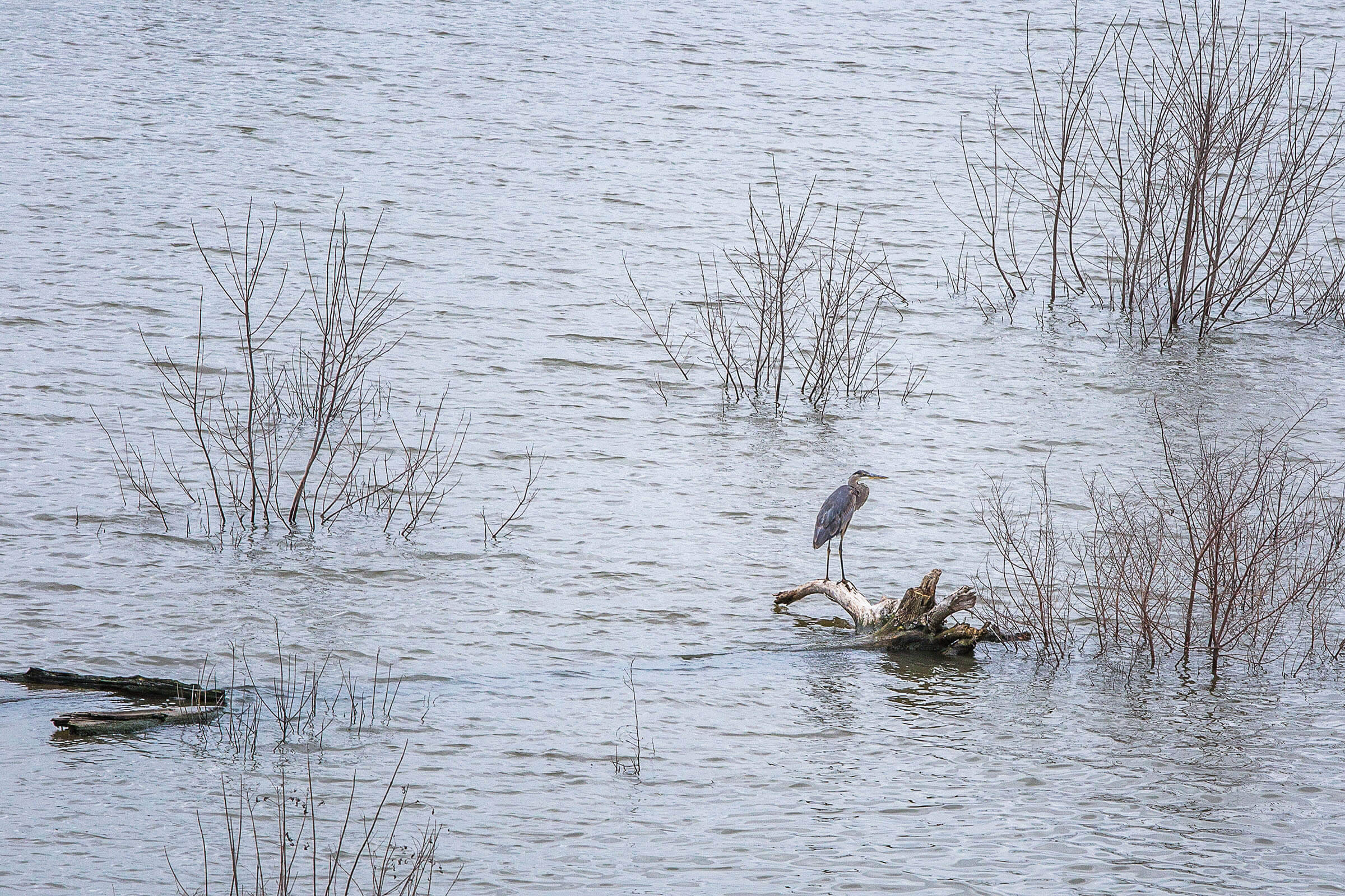 A large bird sits on a piece of wood surrounded by murky water and reeds