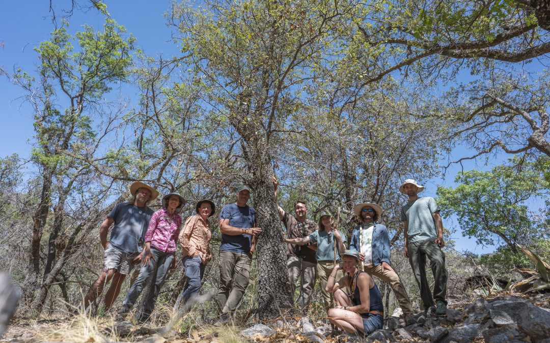 Oak Tree Thought to be Extinct Found in Big Bend National Park