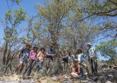 Oak Tree Thought to be Extinct Found in Big Bend National Park