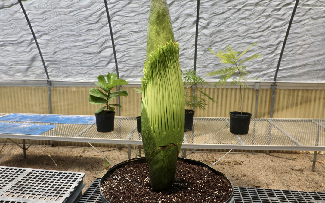 What’s That Smell? San Antonio Zoo’s Corpse Flower Is Ready To Bloom