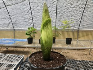What’s That Smell? San Antonio Zoo’s Corpse Flower Is Ready To Bloom