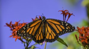 Monarch Butterflies Are Under Threat—Here Are 6 Ways To Help